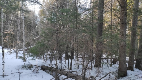 Whispers of Winter: A Tranquil Forest Scene
