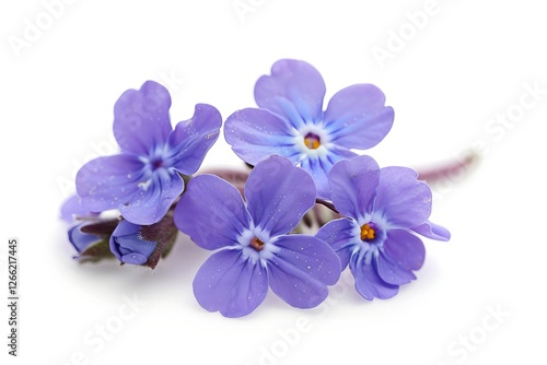 Purple Forget Me Not Isolated on White Background. Beautiful Forget Me Not Flower