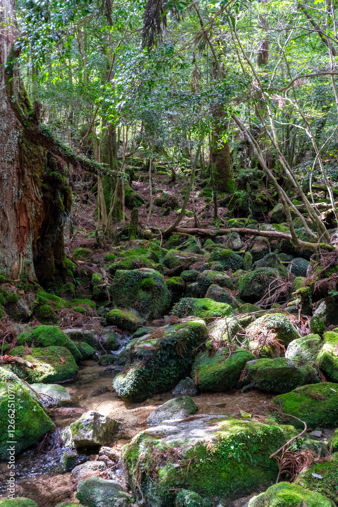 屋久島の白谷雲水峡の登山道の風景