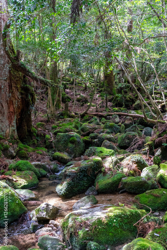 Obraz na płótnie 屋久島の白谷雲水峡の登山道の風景 w salonie