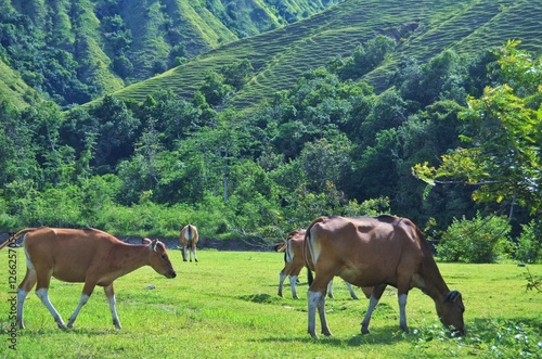 A Herd of Cows Grazing on a Lush Green Pasture