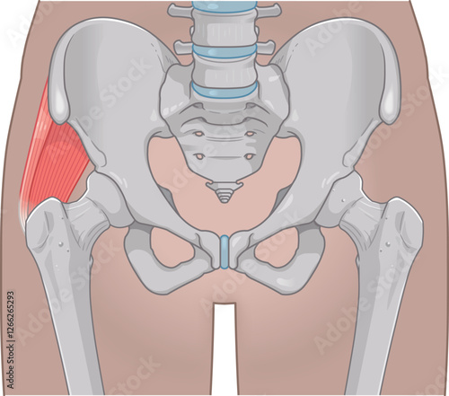 中殿筋、gluteus medius、股関節、大腿骨、骨盤、筋肉、イラスト、illustration