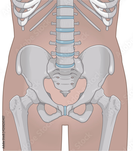 股関節、大腿骨、骨盤、筋肉、イラスト、illustration
