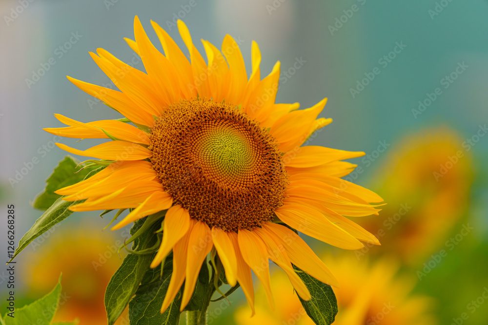 Obraz premium sunflower