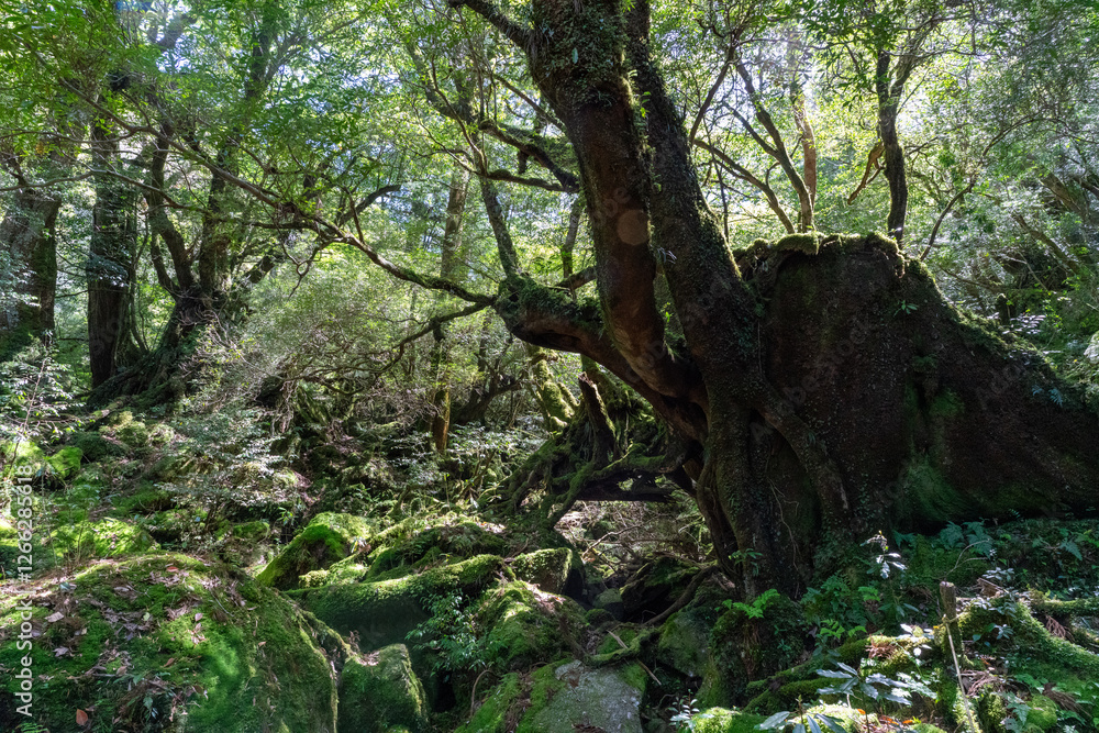 屋久島の白谷雲水峡の苔むす森