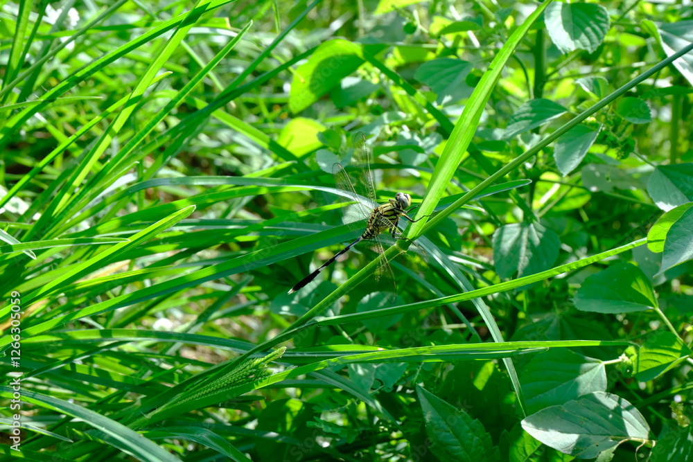 Close-Up of Dragonfly Resting on Green Grass in Natural Habitat Close-Up of Dragonfly Resting on Green Grass in Natural Habitat