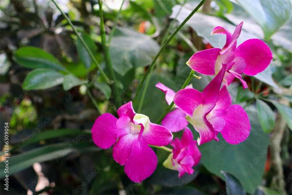 Obraz premium A close-up of pink Cooktown orchid flowers blooming in front of the garden.
