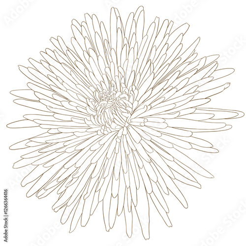 Aster 1.eps