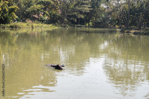 Water buffalo in a pond living in rural area of Thailand. Water buffalo have been used for centuries by Thai farmers to do the hard work of ploughing rice fields. photo