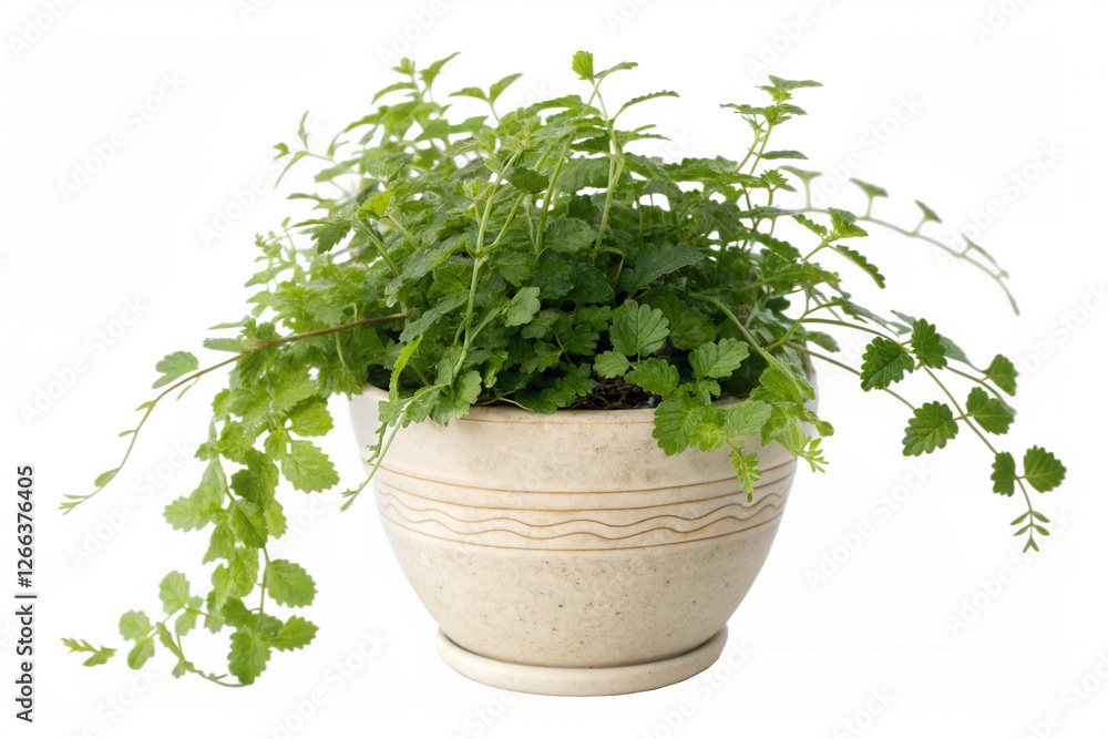 Fototapeta premium fresh herbs in a pot isolated background
