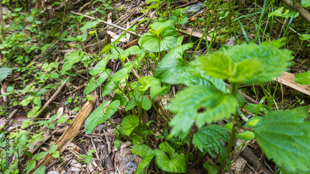 新緑の山野草 新緑の山野草