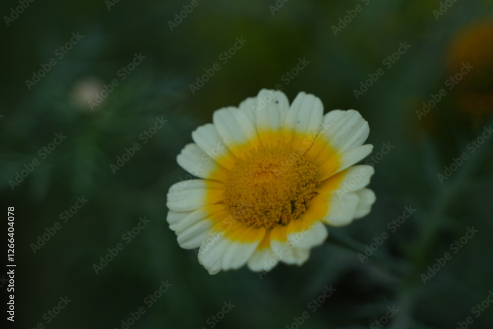 Photo taken of chrysanthemum coronarium flower. Photo taken of chrysanthemum coronarium flower.