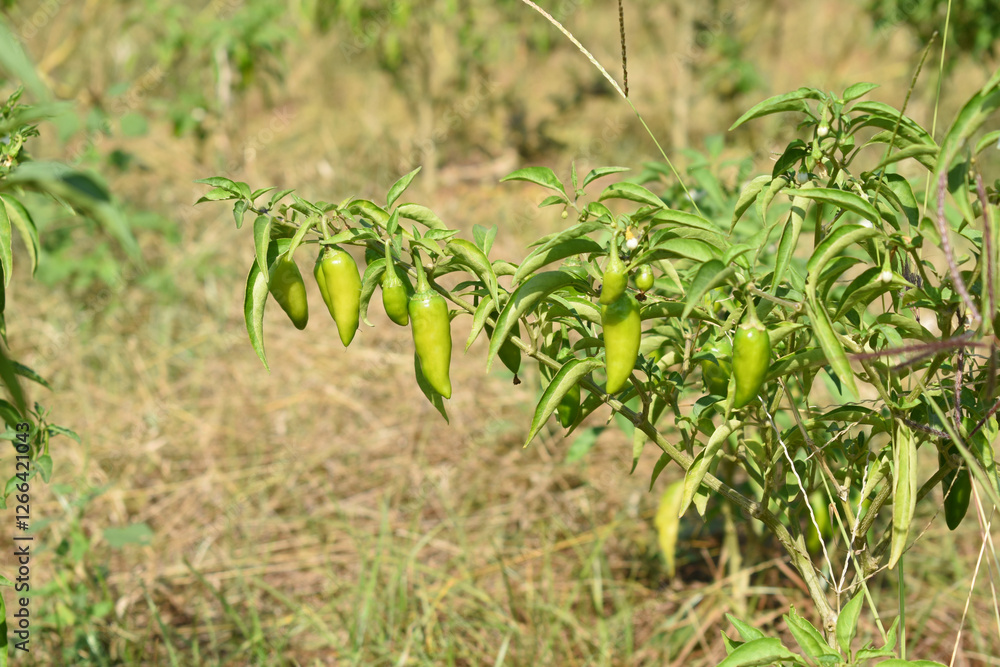 Obraz premium fresh green chili on plant closeup, chili plants in organic farming, Chilies closeup in field, Green chili plant in a farmer's field, Ripe green chili on a plant in Chakwal, Punjab, Pakistan