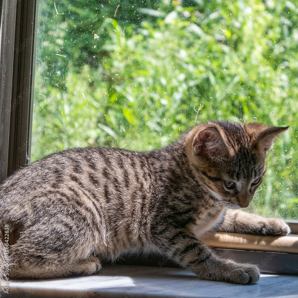 Brown tabby kitten laying on a window sill looking down with grass in the background Brown tabby kitten laying on a window sill looking down with grass in the background