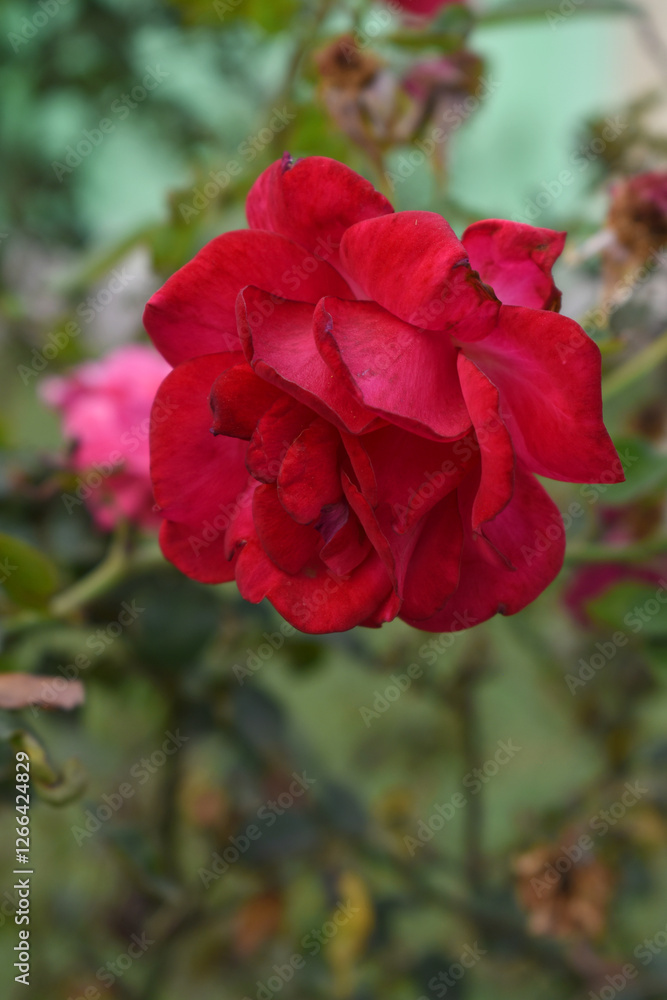 Beautiful red rose flower closeup in garden, A very beautiful red rose flower bloomed on the rose tree, Rose flower closeup, bloom flowers, Natural spring flower, Natural floral background, Beautiful red rose flower closeup in garden, A very beautiful red rose flower bloomed on the rose tree, Rose flower closeup, bloom flowers, Natural spring flower, Natural floral background,