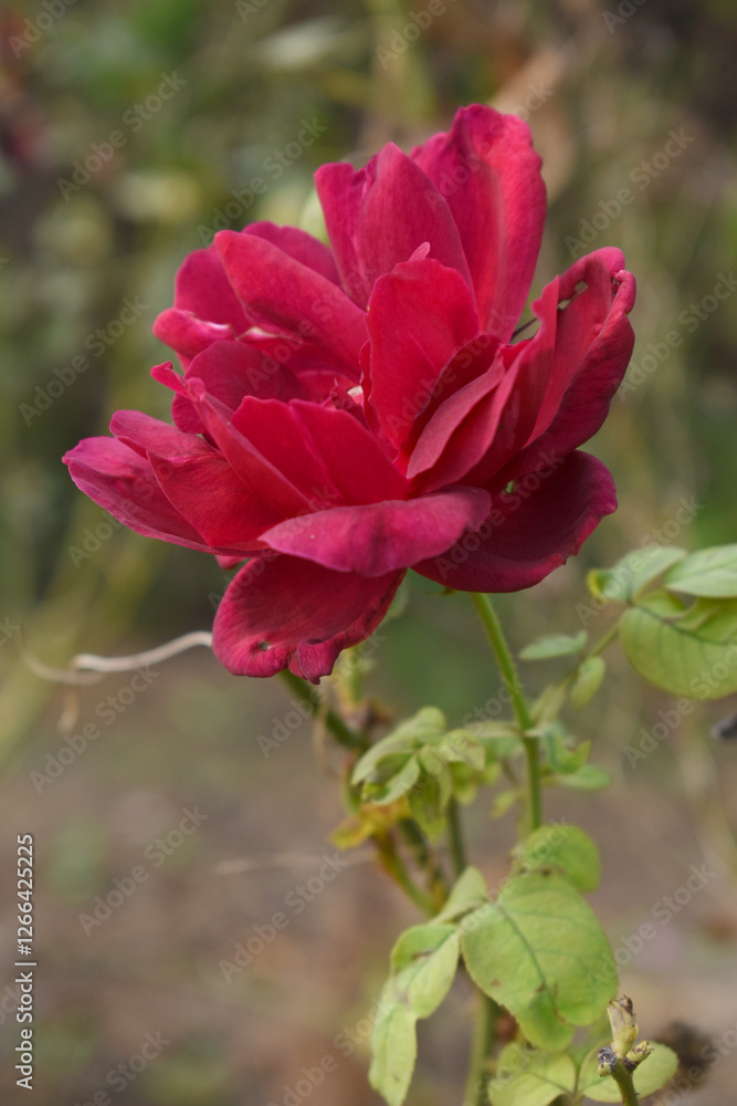 Beautiful red rose flower closeup in garden, A very beautiful red rose flower bloomed on the rose tree, Rose flower closeup, bloom flowers, Natural spring flower, Natural floral background, Beautiful red rose flower closeup in garden, A very beautiful red rose flower bloomed on the rose tree, Rose flower closeup, bloom flowers, Natural spring flower, Natural floral background,