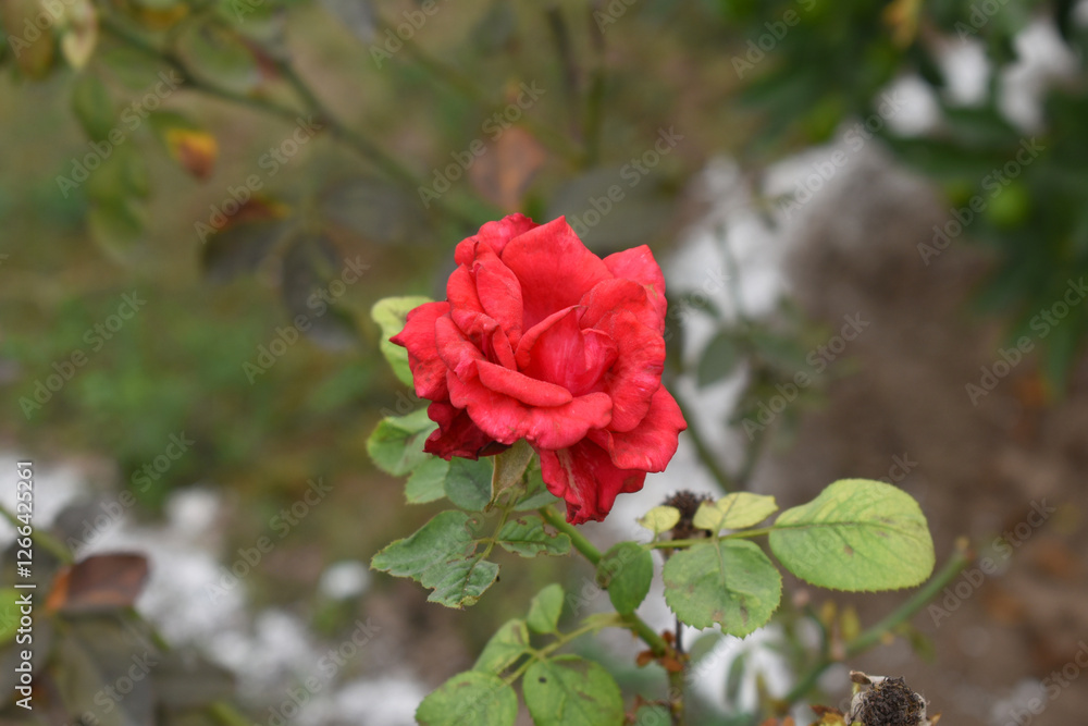 Beautiful red rose flower closeup in garden, A very beautiful red rose flower bloomed on the rose tree, Rose flower closeup, bloom flowers, Natural spring flower, Natural floral background, Beautiful red rose flower closeup in garden, A very beautiful red rose flower bloomed on the rose tree, Rose flower closeup, bloom flowers, Natural spring flower, Natural floral background,