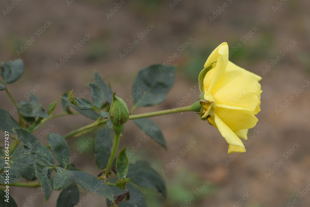 Beautiful yellow rose flower closeup in garden, A very beautiful yellow rose flower bloomed on the rose tree, Rose flower closeup, bloom flowers, Natural spring flower, Natural floral background, Beautiful yellow rose flower closeup in garden, A very beautiful yellow rose flower bloomed on the rose tree, Rose flower closeup, bloom flowers, Natural spring flower, Natural floral background,