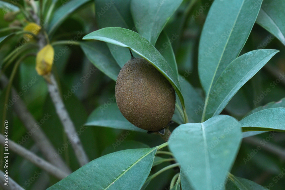 sweet sapodilla fruit on the tree, sapodilla plum in the garden fruit, Closeup of fresh sapodilla fruit for healthy. chikoo fruit has a sweet taste on sapodilla tree with green leaves in pakistan sweet sapodilla fruit on the tree, sapodilla plum in the garden fruit, Closeup of fresh sapodilla fruit for healthy. chikoo fruit has a sweet taste on sapodilla tree with green leaves in pakistan