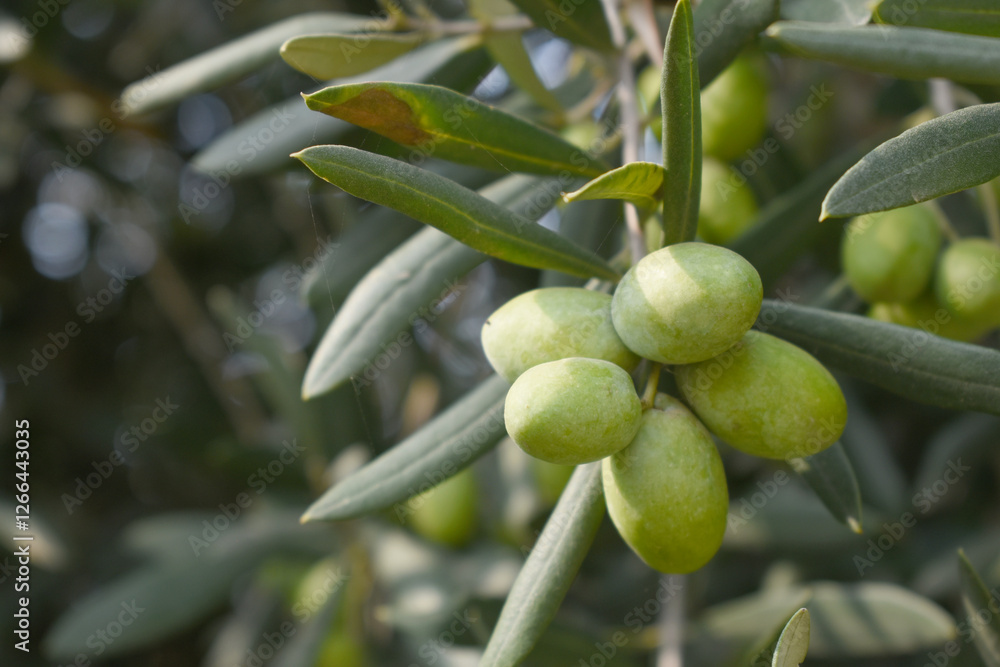 unripe green olives on tree closeup, Olive-tree branch with unripe green olives, olive tree plantation during harvest, unripe green olives on the tree with green leaves, Chakwal, Punjab, Pakistan unripe green olives on tree closeup, Olive-tree branch with unripe green olives, olive tree plantation during harvest, unripe green olives on the tree with green leaves, Chakwal, Punjab, Pakistan