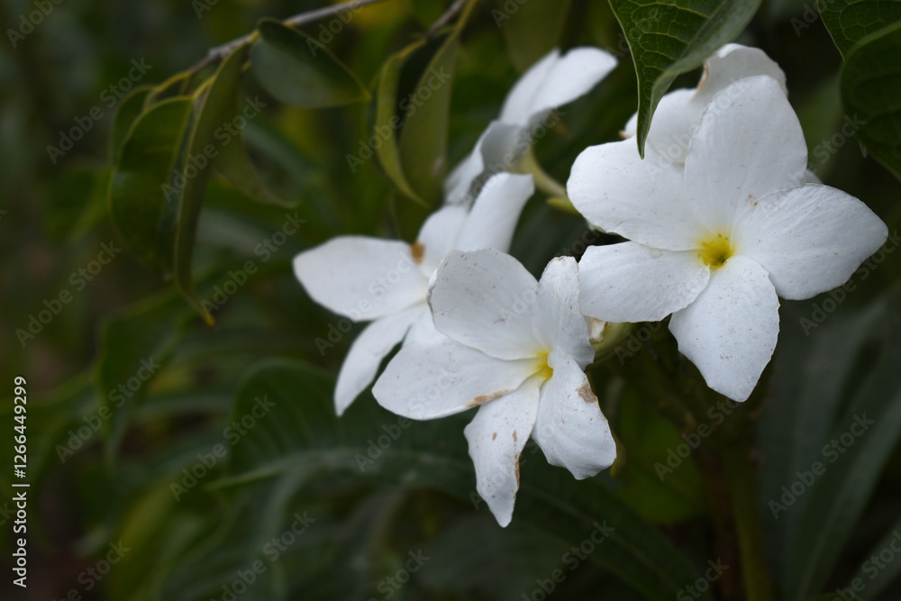 white flower called plumeria pudica in the garden, Plumeria Pudica white flowers, Plumeria Pudica Flowers Beautiful tulips flowers blooming outdoors garden. White color Plumeria Pudica flowers image white flower called plumeria pudica in the garden, Plumeria Pudica white flowers, Plumeria Pudica Flowers Beautiful tulips flowers blooming outdoors garden. White color Plumeria Pudica flowers image