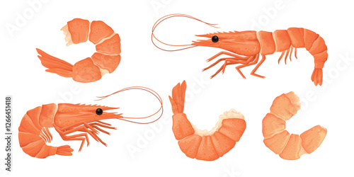 Cartoon shrimps. Raw or boiled seafood, tiger shrimps meat, king prawns without shell flat vector illustration set. Ocean shrimps collection on white background
