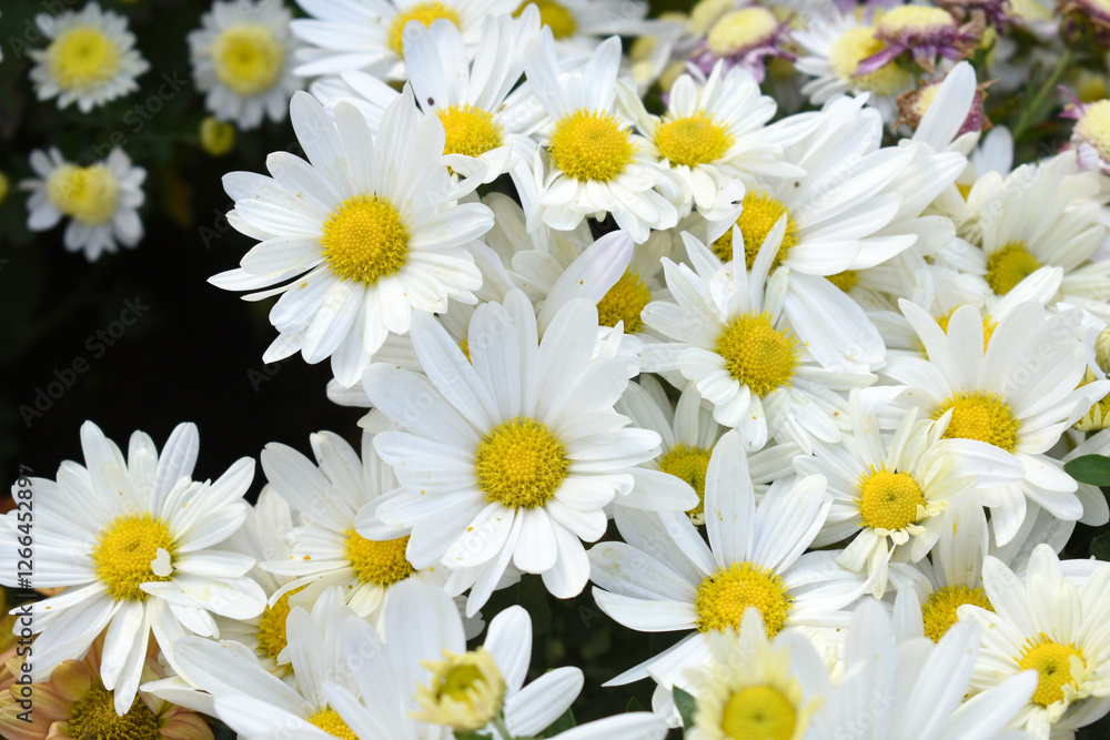 white Common daisy beautiful flowers with blur green background in garden, White beautiful daisies on a field in green grass, Oxeye daisy, Leucanthemum vulgare, Daisies, Dox-eye, Dog daisy in nature