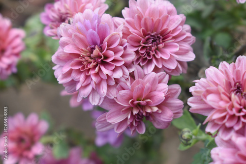 Beautiful Pink red chrysanthemum flowers closeup in the winter garden, Closeup of Chrysanthemum flower, Field of the Pink red Chrysanthemum, Beautiful Pink red flower blooming in nature.