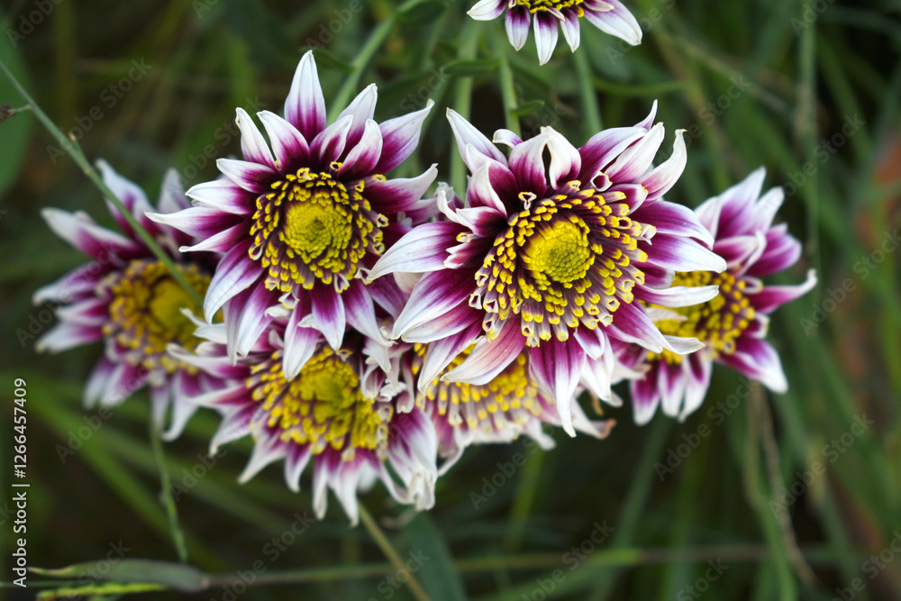 Obraz premium Beautiful White Purple chrysanthemum flowers closeup in the winter garden, Closeup of Chrysanthemum flower, Field of the White purple Chrysanthemum, Beautiful White purple flower blooming in nature.