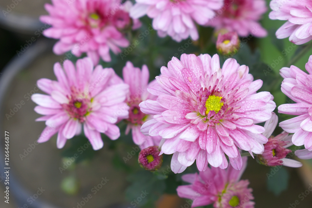 Obraz premium Beautiful Pink red chrysanthemum flowers closeup in the winter garden, Closeup of Chrysanthemum flower, Field of the Pink red Chrysanthemum, Beautiful Pink red flower blooming in nature.