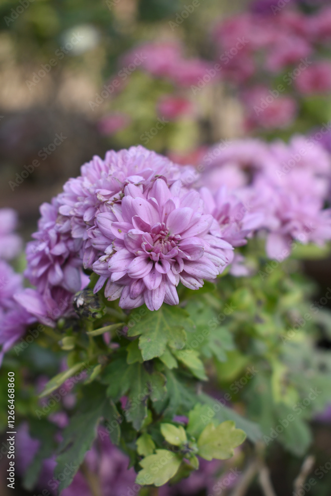 Beautiful Purple chrysanthemum flowers closeup in the winter garden, Closeup of Chrysanthemum flower, Field of the purple Chrysanthemum, Beautiful purple flower blooming in nature. Beautiful Purple chrysanthemum flowers closeup in the winter garden, Closeup of Chrysanthemum flower, Field of the purple Chrysanthemum, Beautiful purple flower blooming in nature.
