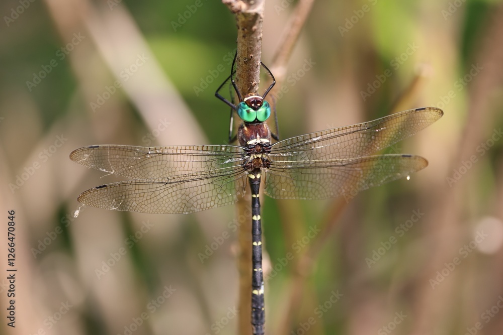 Dragonfly with vivid green eyes on a twig. Dragonfly with vivid green eyes on a twig.