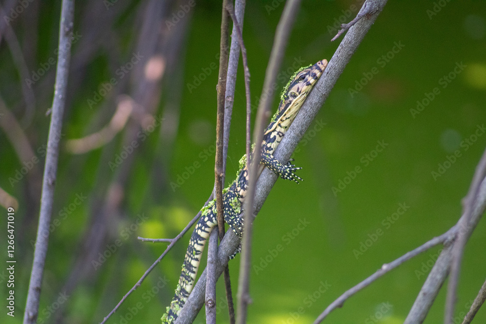 photo of a monitor lizard perched on a tree branch above the swamp photo of a monitor lizard perched on a tree branch above the swamp