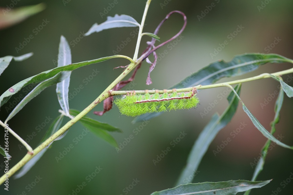 Green caterpillar on a leafy branch. Green caterpillar on a leafy branch.