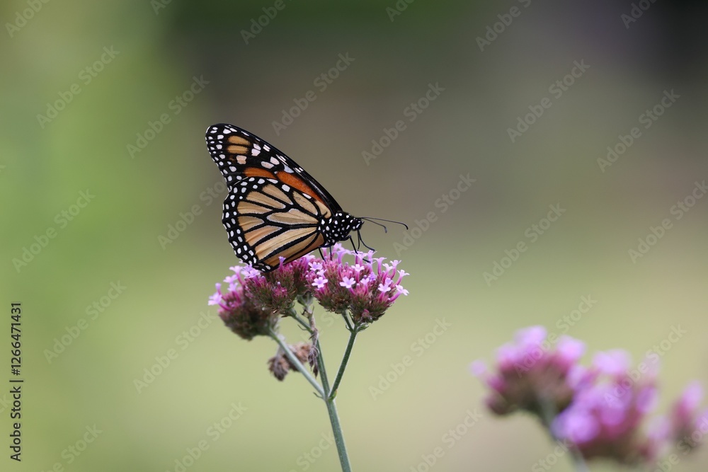 Monarch butterfly on pink flowers Monarch butterfly on pink flowers