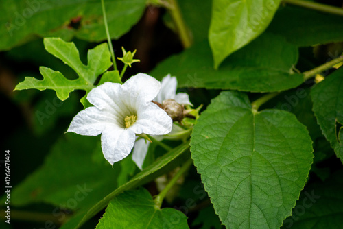 photo of bright white flowers from wild plants behind the house
