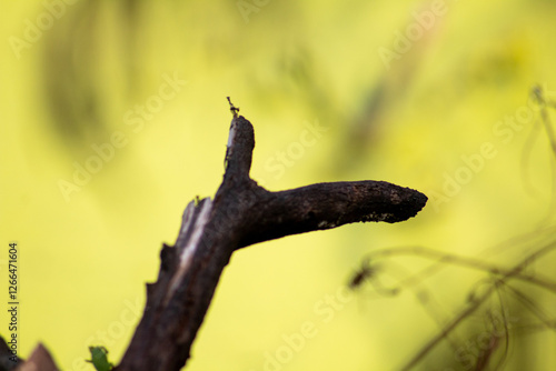 photo of a burnt tree trunk in a swamp full of green moss