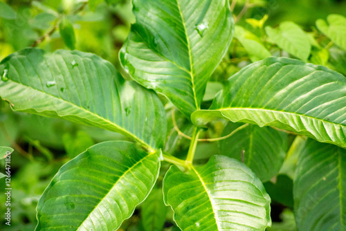 photo of green leaves of various types