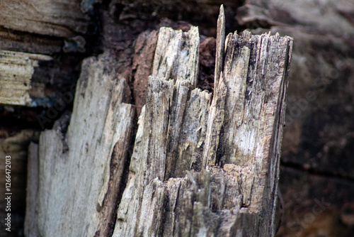 photo of a broken old brown tree trunk