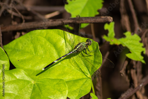 photo of a dragonfly perched on a light green leaf