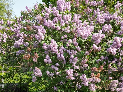 Quadro su tela Lilacs in bloom - Lilas en fleurs