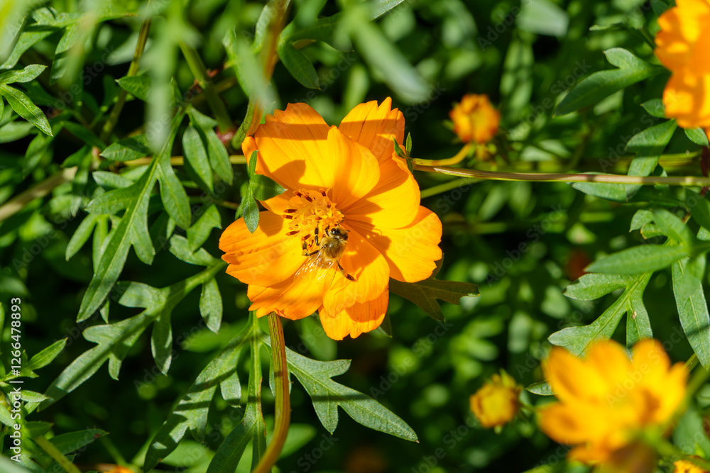 黄花コスモスと蜜蜂 黄花コスモスと蜜蜂