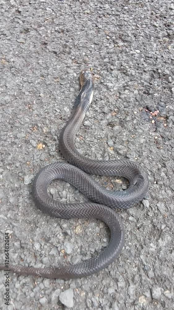 dead snake on the asphalt dead snake on the asphalt