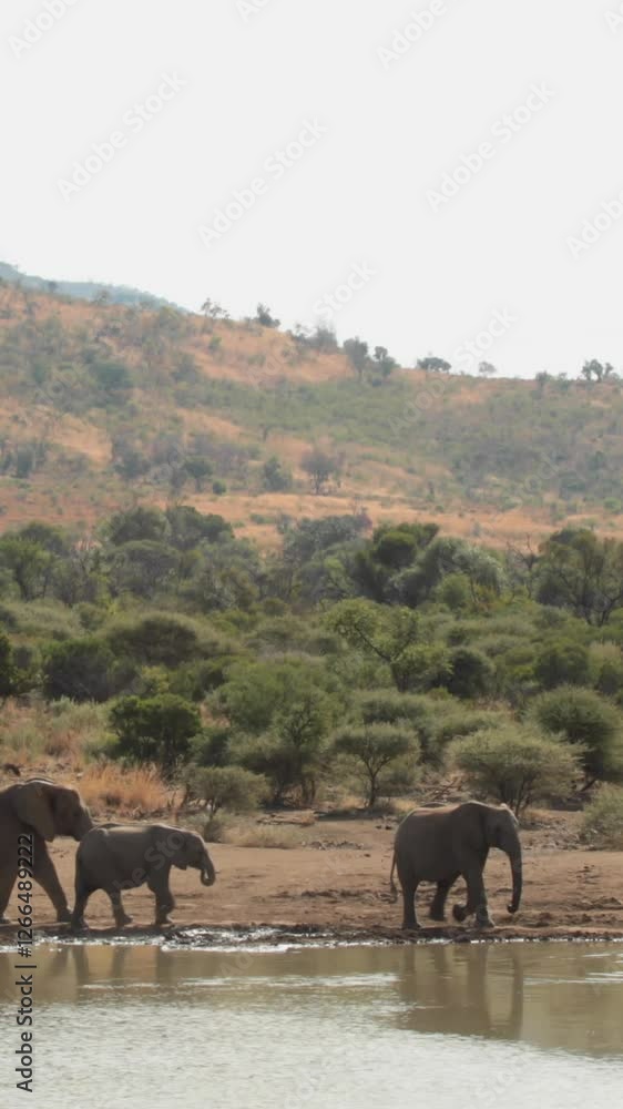 Elephants drinking from watering hole Elephants drinking from watering hole