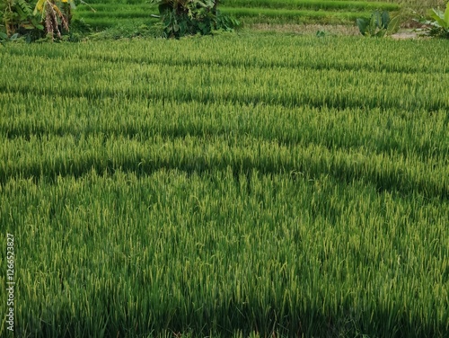 panorama of agrarian rice fields landscape in Central Java, like a terraced rice fields ubud Bali Indonesia	 photo