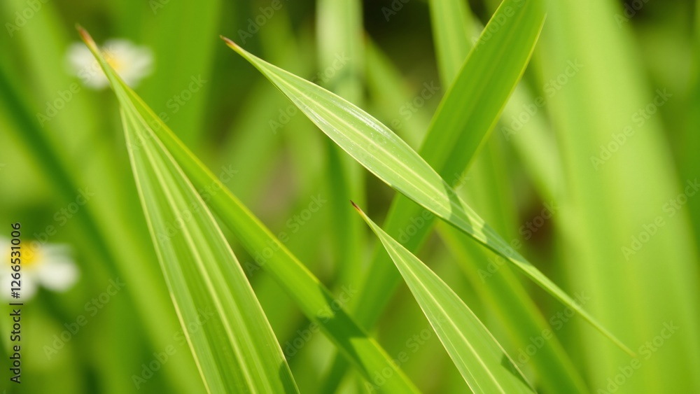 Vibrant Green Blades of Grass in Sunlight Vibrant Green Blades of Grass in Sunlight