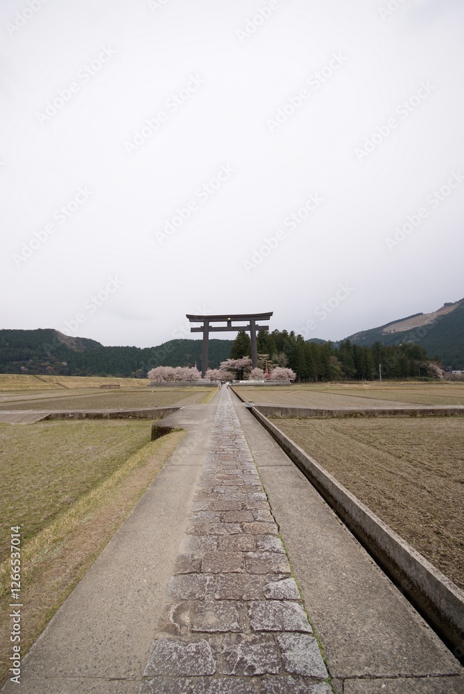 Naklejka premium 鳥居に向かって伸びる一本の道