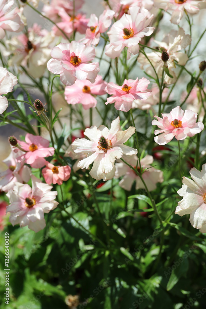 Obraz premium Background material photo of Ranunculus Rax series flower close-up