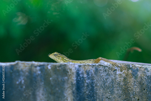 Photo of oriental garden lizard (Calotes versicolor) resting on the wall, there are black ants perched on its body. Photographed close up photo