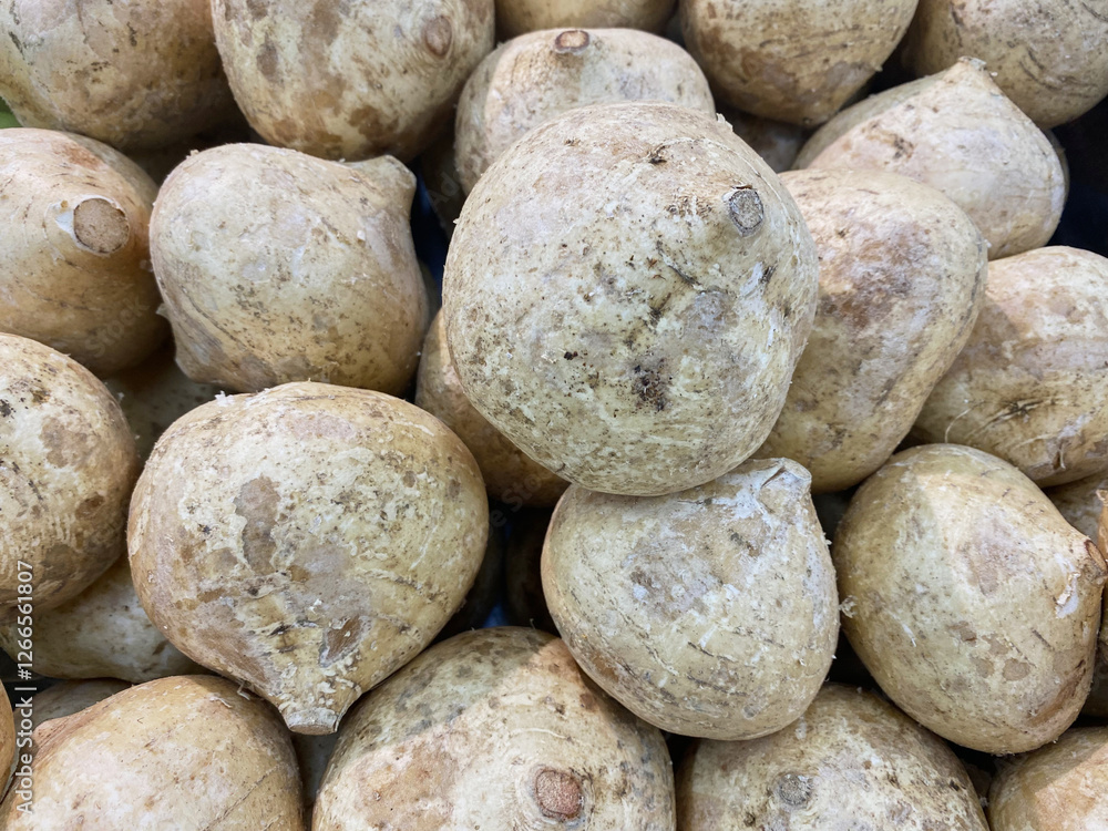 Jicama (Pachyrhizus erosus) Jicama (Pachyrhizus erosus)